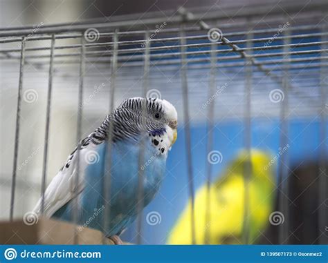 Close-up Blue Colored Lovebirds Standing in Cage Stock Image - Image of ...