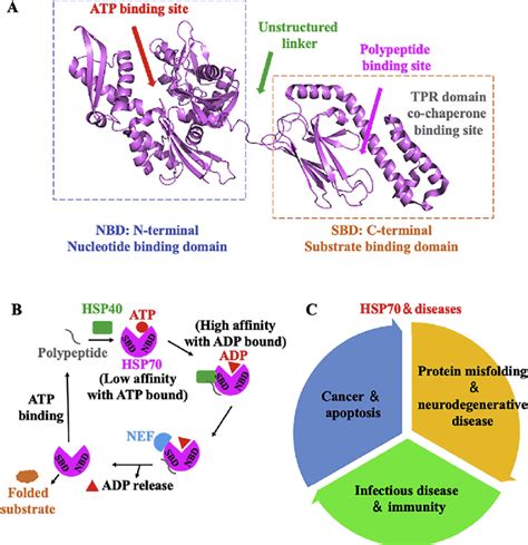 Structure Functional Cycle And Cancer Related Pathway Of HSP70 A