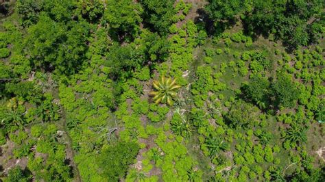 Cultivos De Coca En Colombia Alcanzan Un Nuevo M Ximo Hist Rico Cnn Video