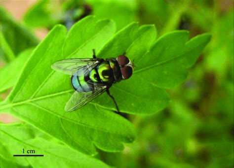 Blowfly Insect Maggot