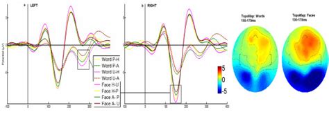 N170 Waveform And Topography N170 Component Elicited By Emotional Download Scientific Diagram