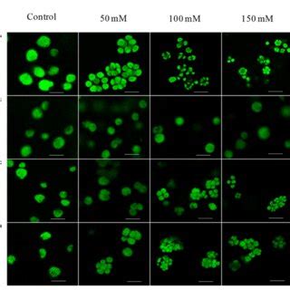 Confocal Microscopy Images Of C Reinhardtii Strains WT Cell Wall