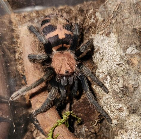 Tiny Davus Pentaloris Aka Guatemalan Tiger Rump Tarantula Rspiderbro