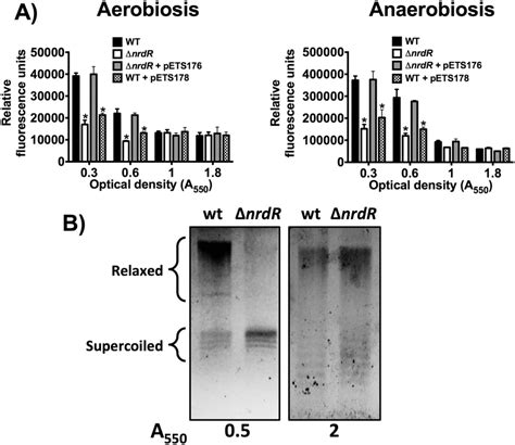 Topa Expression Is Activated Aerobically And Anaerobically By Nrdr A