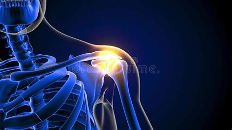 Shoulder Joint Pain Anatomy For Medical Concept D Rendering Stock