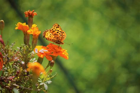 Butterfly Flowers Pollination Free Photo On Pixabay Pixabay