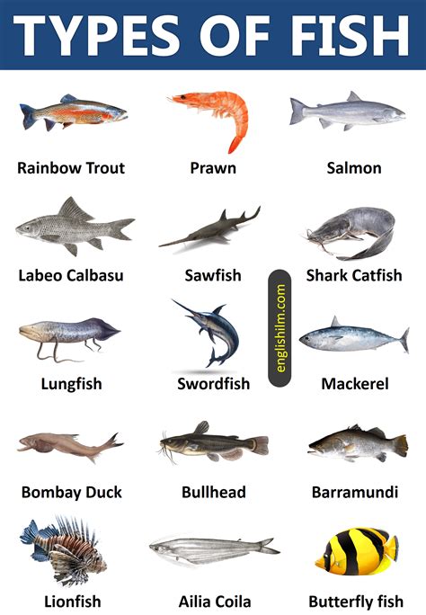 Types of fish from all around the world 45 types of fish – Artofit