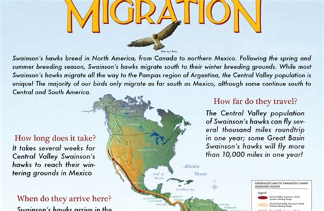 Hawk Migration