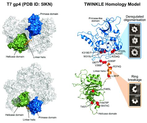 Structure And Domain Organization Of Twinkle And T7 Gp4 Left Panel Download Scientific