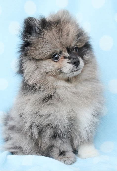 Teacup Pomeranians Pomeranian Puppy Teacup Pomeranian Cute Puppies