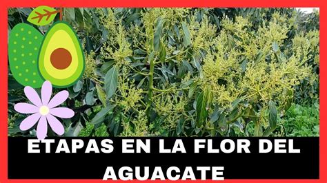 FLORES En AGUACATE ETAPAS De CRECIMIENTO YouTube