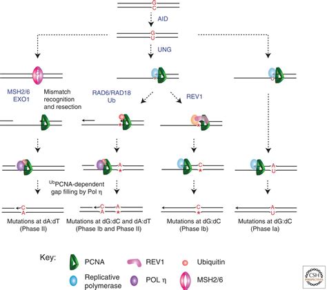 Translesion DNA Synthesis And Mutagenesis In Eukaryotes