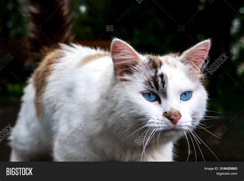 Brown And White Cat With Blue Eyes