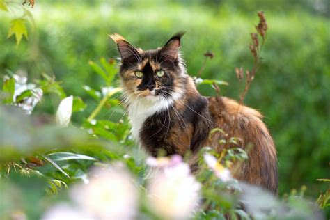 Long Haired Calico Cat Can Calico Cats Have Long Hair