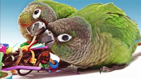 Life Cycle Of Green Cheek Conure Parrot Breeding Age Adult Age