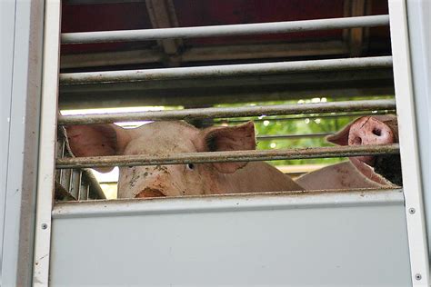 Soylent Network Tiertransport Autobahn Schweine Tiere Transport