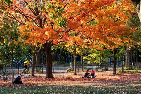 This is what fall colours look like in Toronto right now