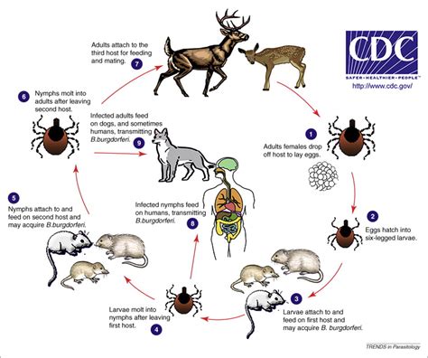 Lyme Disease Prevention And Care Part 3 Walk In The Park