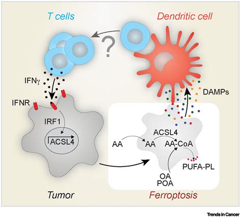 Pro Ferroptotic Fatty Acid Metabolism Renders Cancer Cells Immunogenic