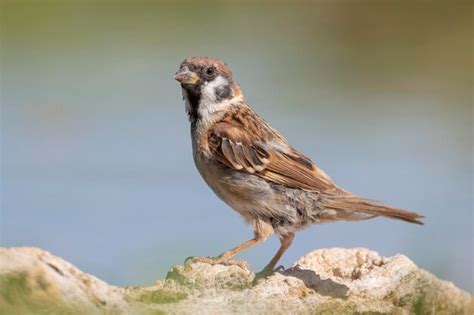 Gorri N De Rbol Euroasi Tico Passer Montanus Toledo Espa A Foto