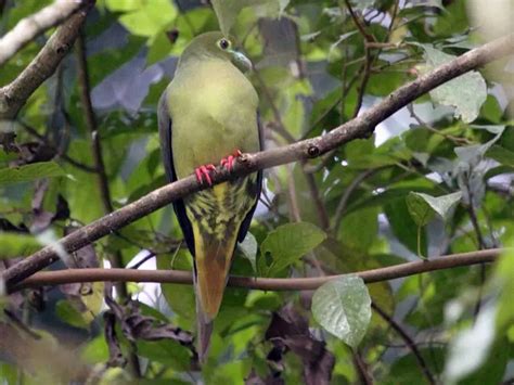 Jenis Burung Punai (Makanan dan Harganya)