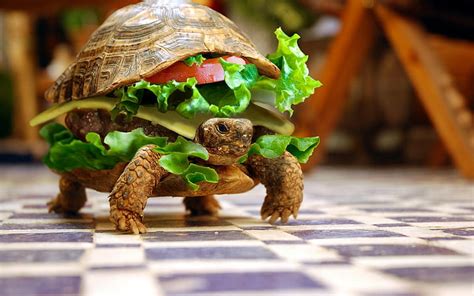 Hd Wallpaper Turtle Sandwich Animals Burgers Sandwiches Hamburgers