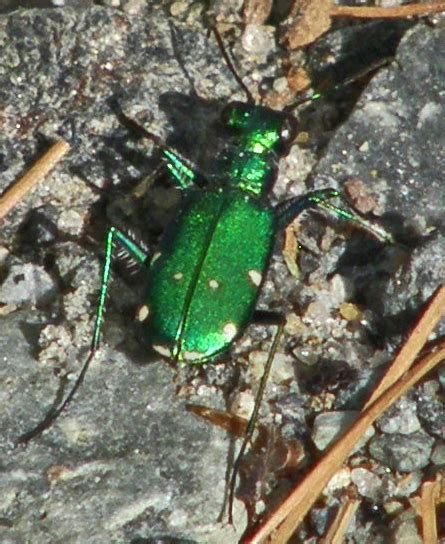 Six Spotted Tiger Beetle Cicindela Sexguttata Bugguide Net