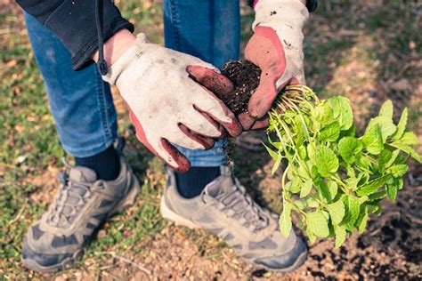 Terre Colte Al Via La Ii Edizione Del Bando Per Valorizzare Terreni