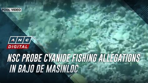 Nsc Probe Cyanide Fishing Allegations In Bajo De Masinloc Anc Youtube