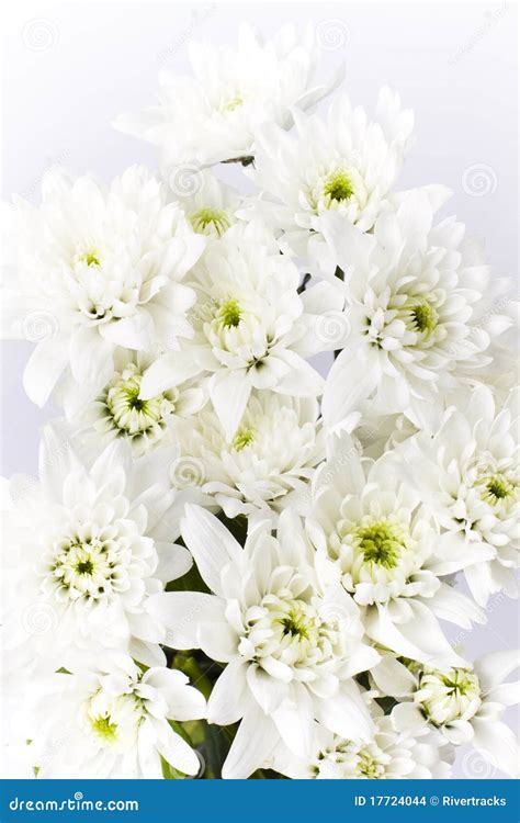 Bunch Of White Carnation Bouquet Flowers Stock Images - Image: 17724044