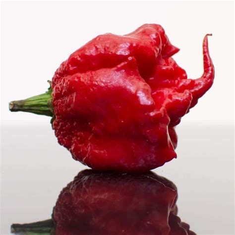 Carolina Reaper Worlds Hottest Pepper Uses Heat And Flavor Seeds