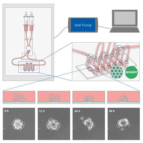 Advanced Cultivation Of D Cell Models Ibidi