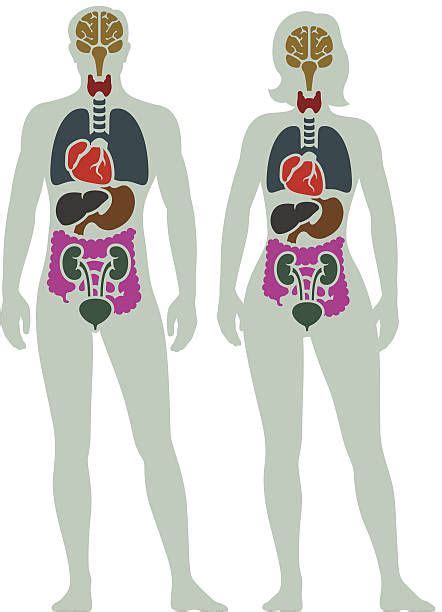 Male Body Diagram