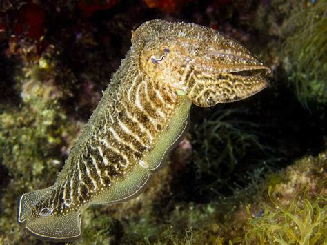 Sepia Cephalopoda