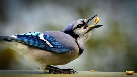 Blue Jay Sound Effects Blue Jay Calls And Sounds Youtube