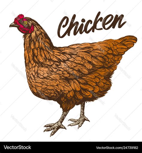 Chicken Hand Drawn Realistic Royalty Free Vector Image