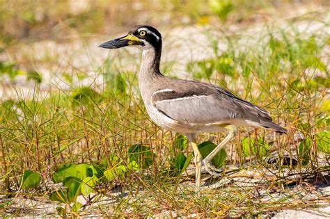 New South Wales Birds Australias Wonderful Birds