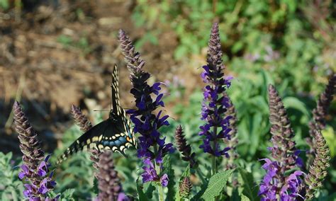 Butterfly And Salvia Ducks And Daisies Flickr