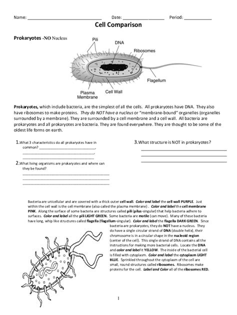 Fillable Online Bacteria And Viruses Worksheet With Answers Answer Keys