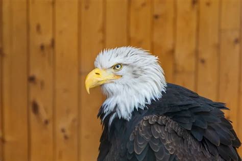 Gran Ave Rapaz Guila Calva Haliaeetus Leucocephalus Adulto