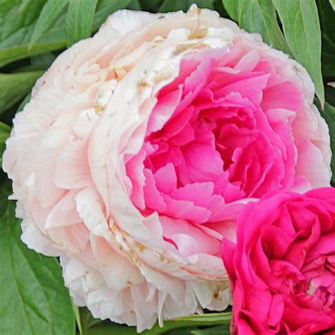 Rose Heart American Peony Society