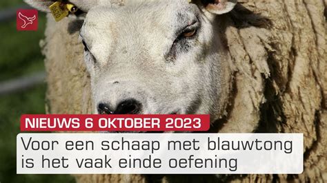 Veel Schapen Overleven Blauwtong Niet En Almere City Wil Weer Punten