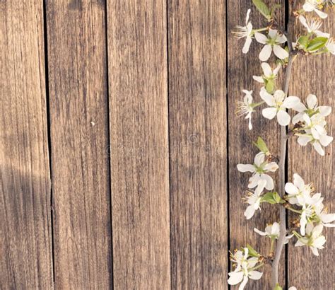 Spring Cherry Branch Blossom on Wooden Timber Stock Image - Image of wooden, floral: 54332033