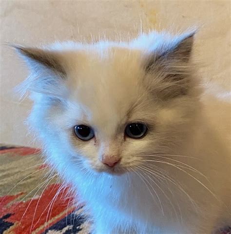 2021 Christmas Ragdoll Kittenfemale Blue Bicolor 2 A Anamcara Ragdolls