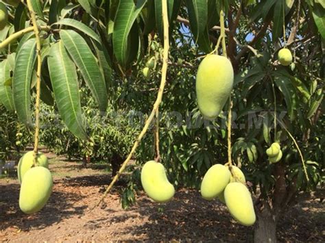 Falta De Lluvias Afecta La Producci N De Mango