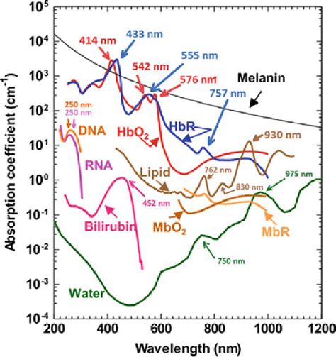 Absorption Spectra A From Some Tissue Components Adapted From