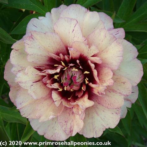 Peony All That Jazz Planting Peonies Peonies Garden Itoh Peonies