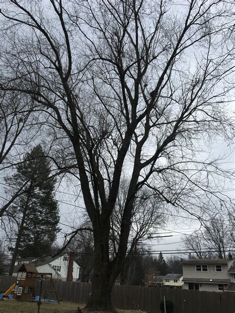 trimming a maple tree 3