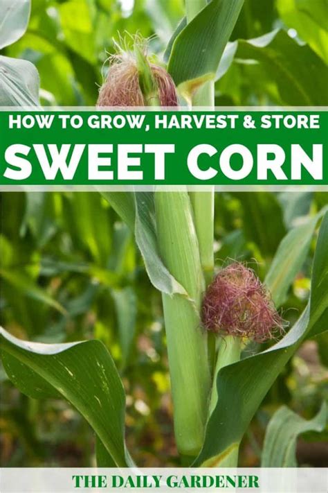 How To Plant Harvest And Store Sweet Corn