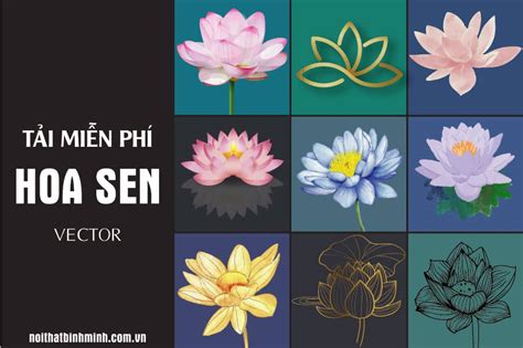 999 hình ảnh hoa sen đẹp Tải miễn phí hoa sen Vector PNG